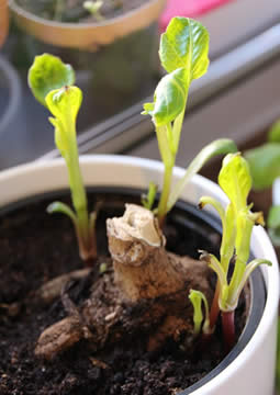 dahlias stukken